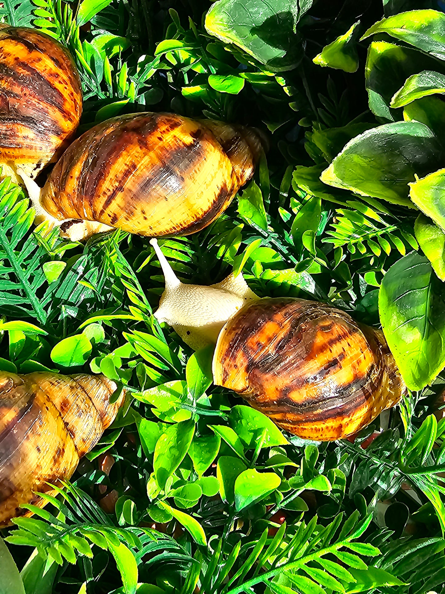 ovums albinos juvénile nc