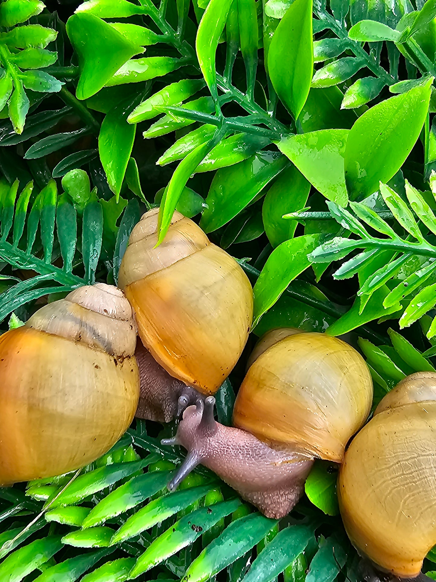 marginata icteria 3 mois nc.