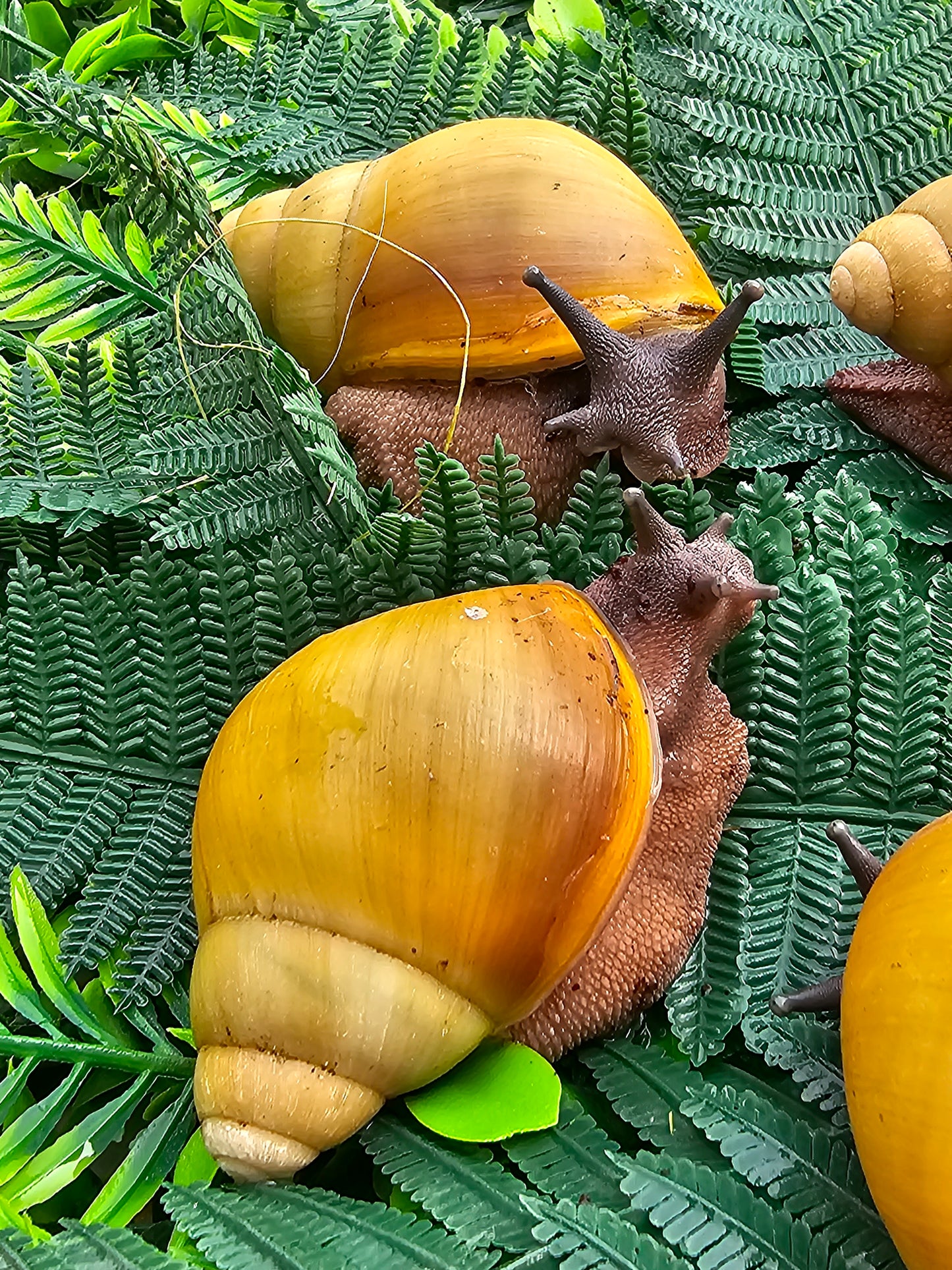 marginata icteria juveniles.