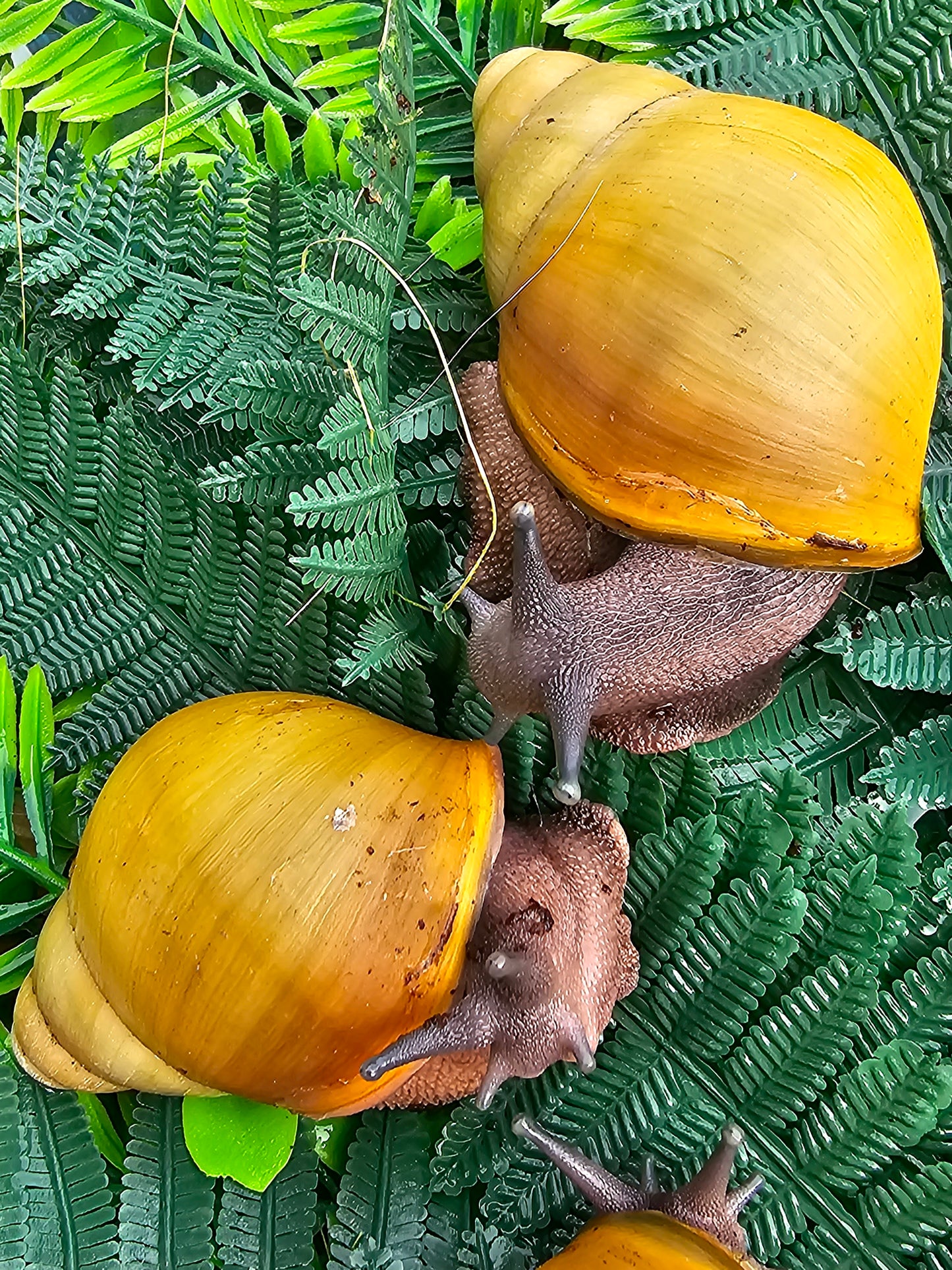marginata icteria juveniles.