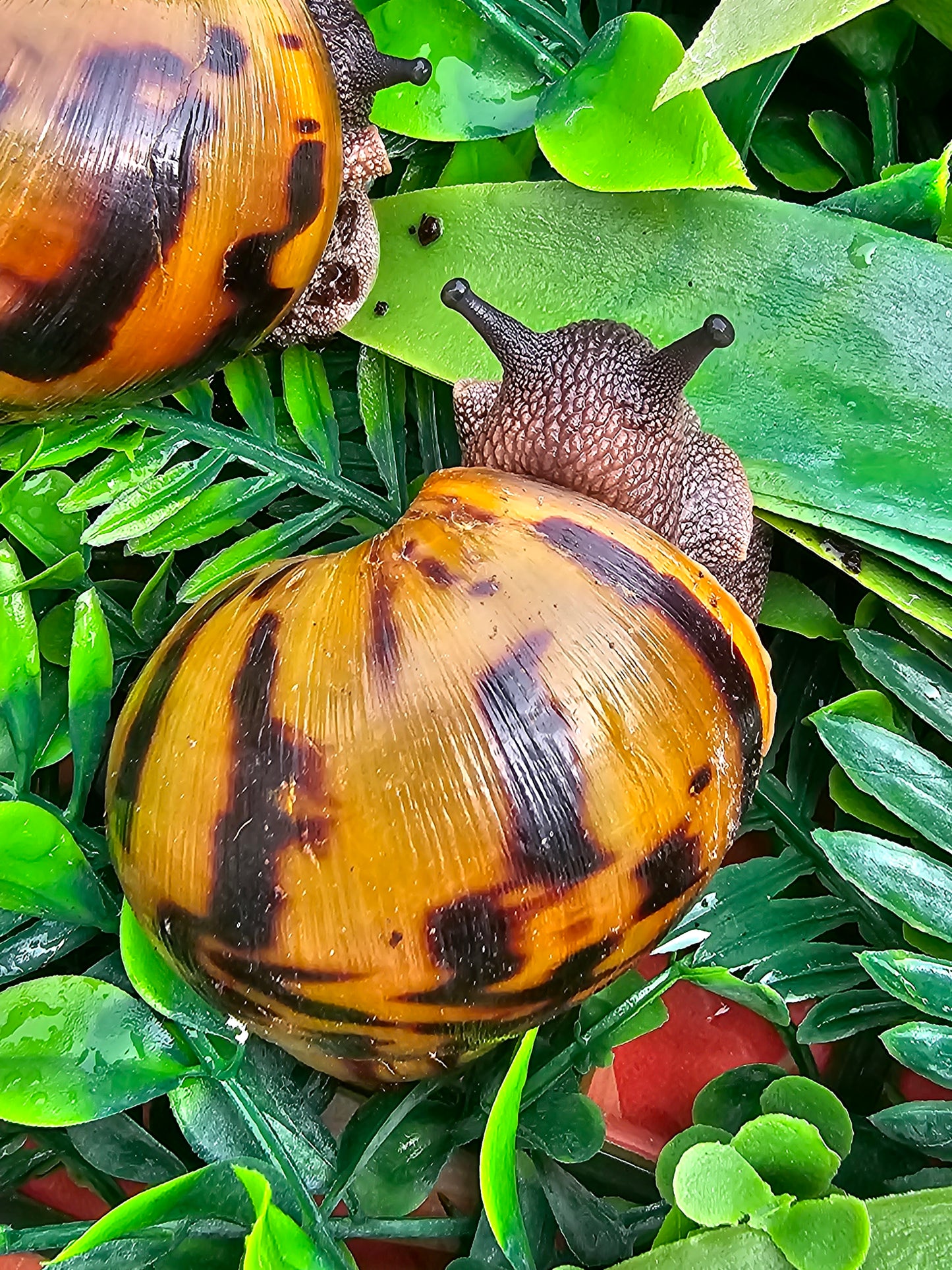 achatina achatina clasique nc.