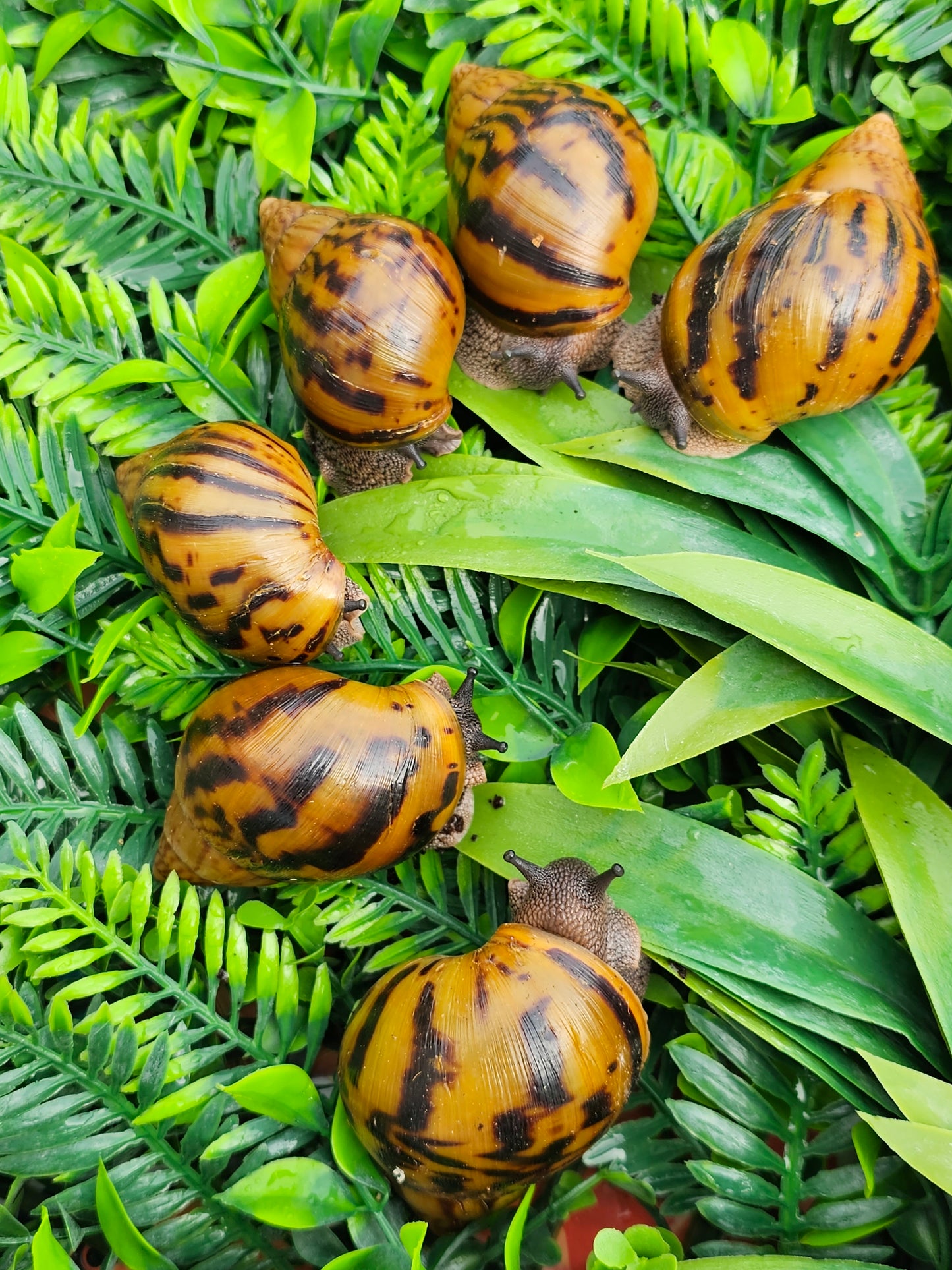 achatina achatina clasique nc.