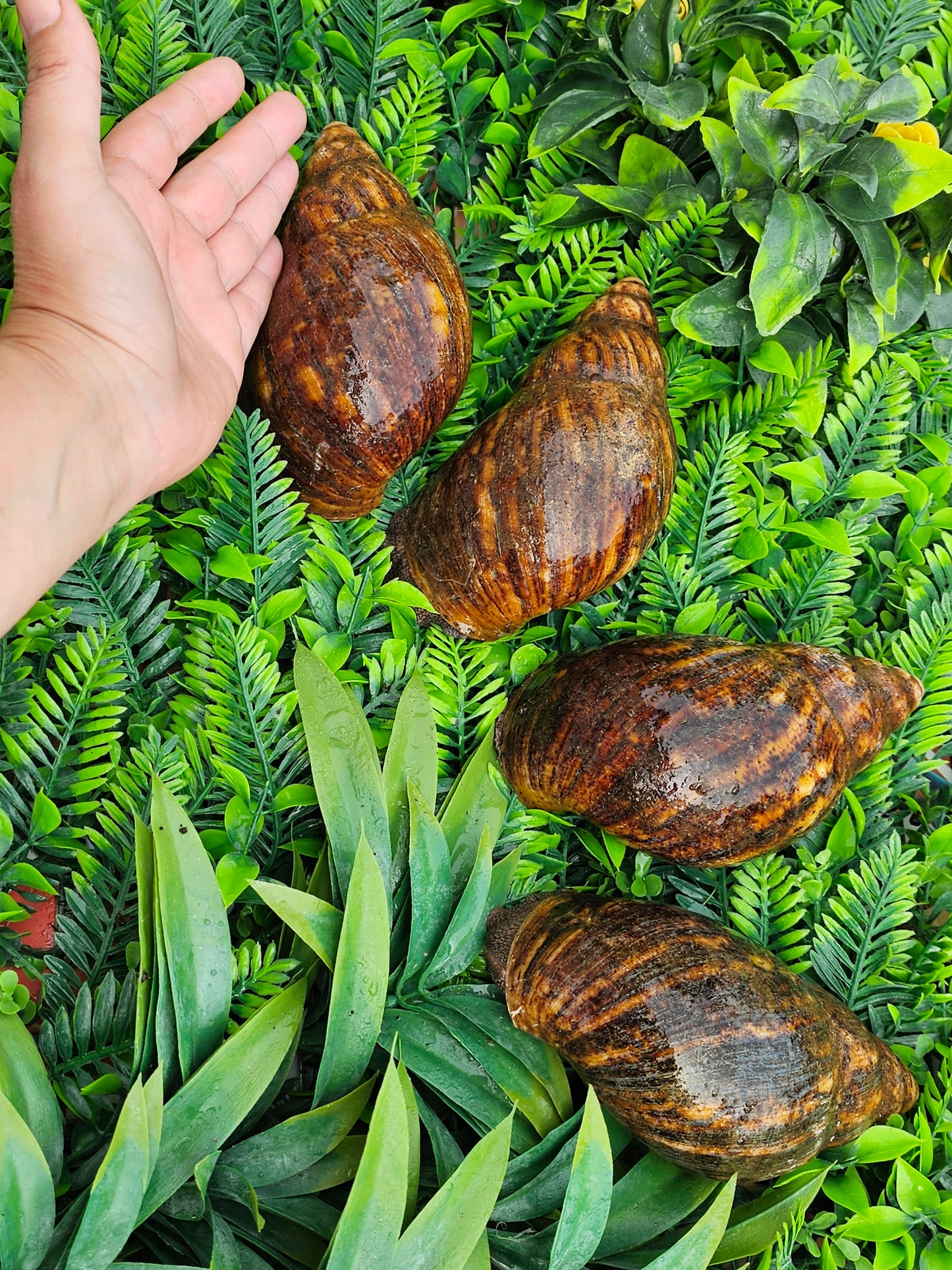 Archachatina marginata ovum "wc" 15 a 17 cm"