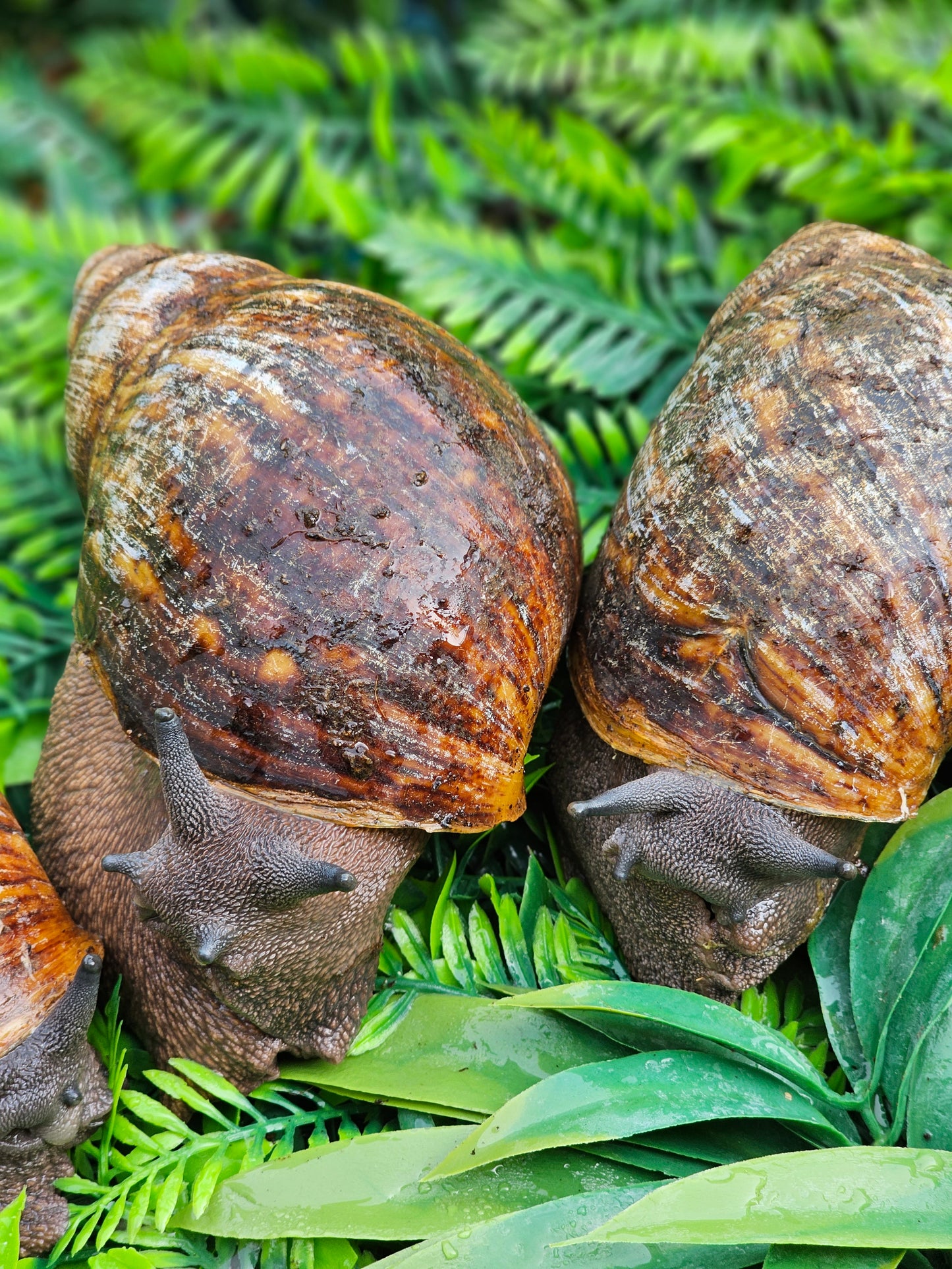 Archachatina marginata ovum "wc" 15 a 17 cm"