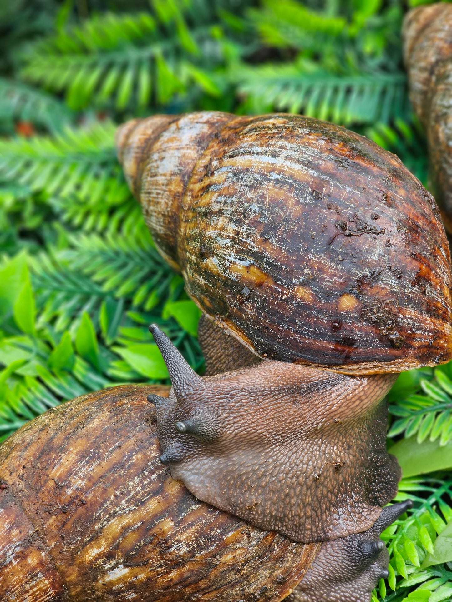 Archachatina marginata ovum "wc" 15 a 17 cm"