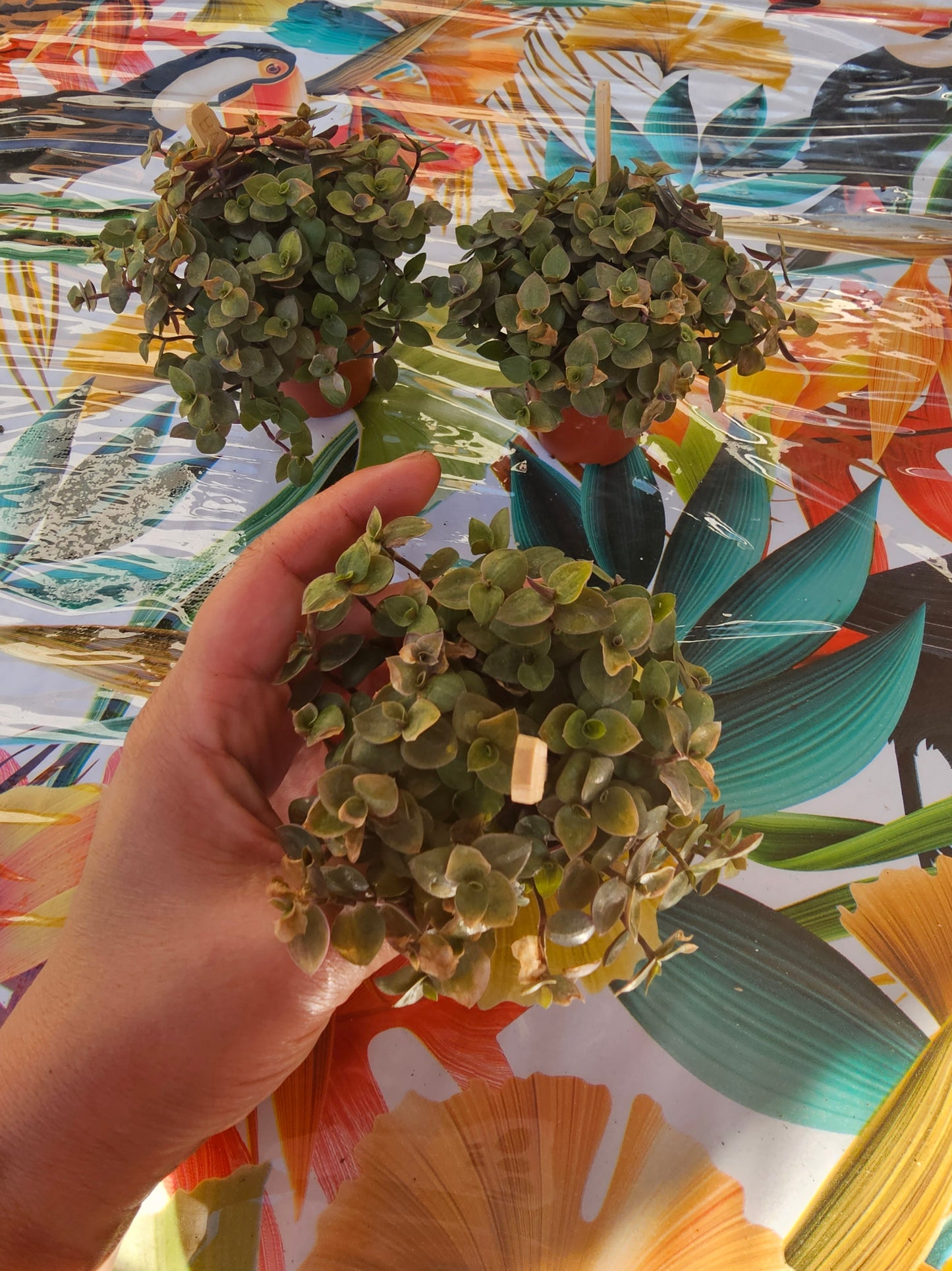Callisia turtles