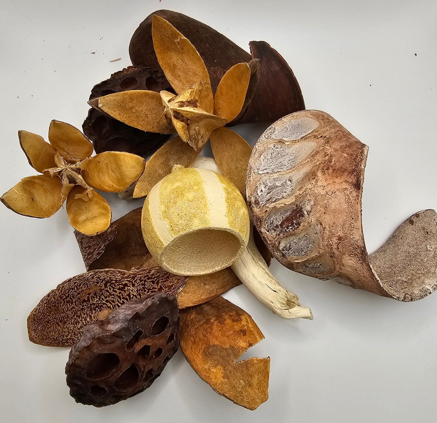 Kit décoration pour isopods.