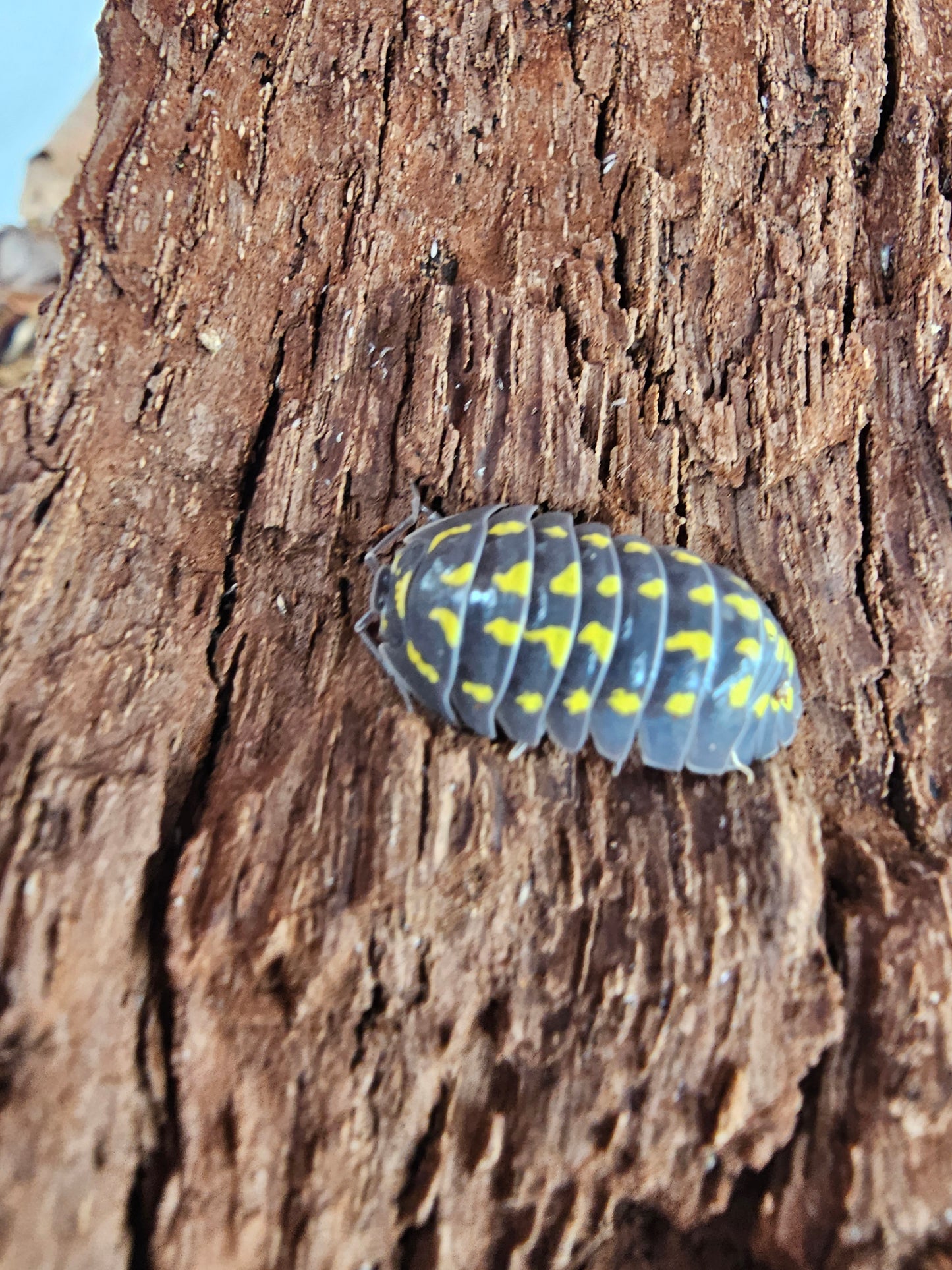 A.gestroi . 10 pc