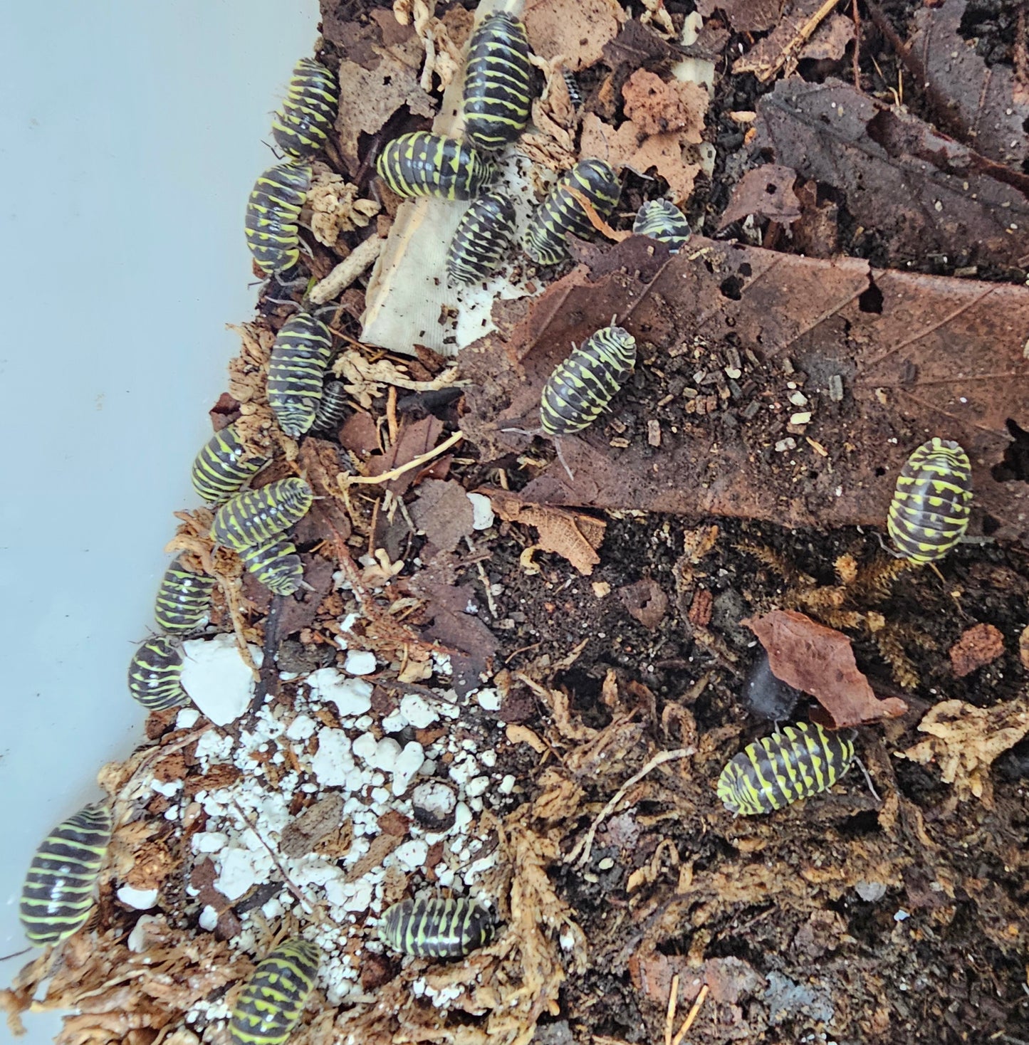 A. Maculatum zebra yelow . 5pcs