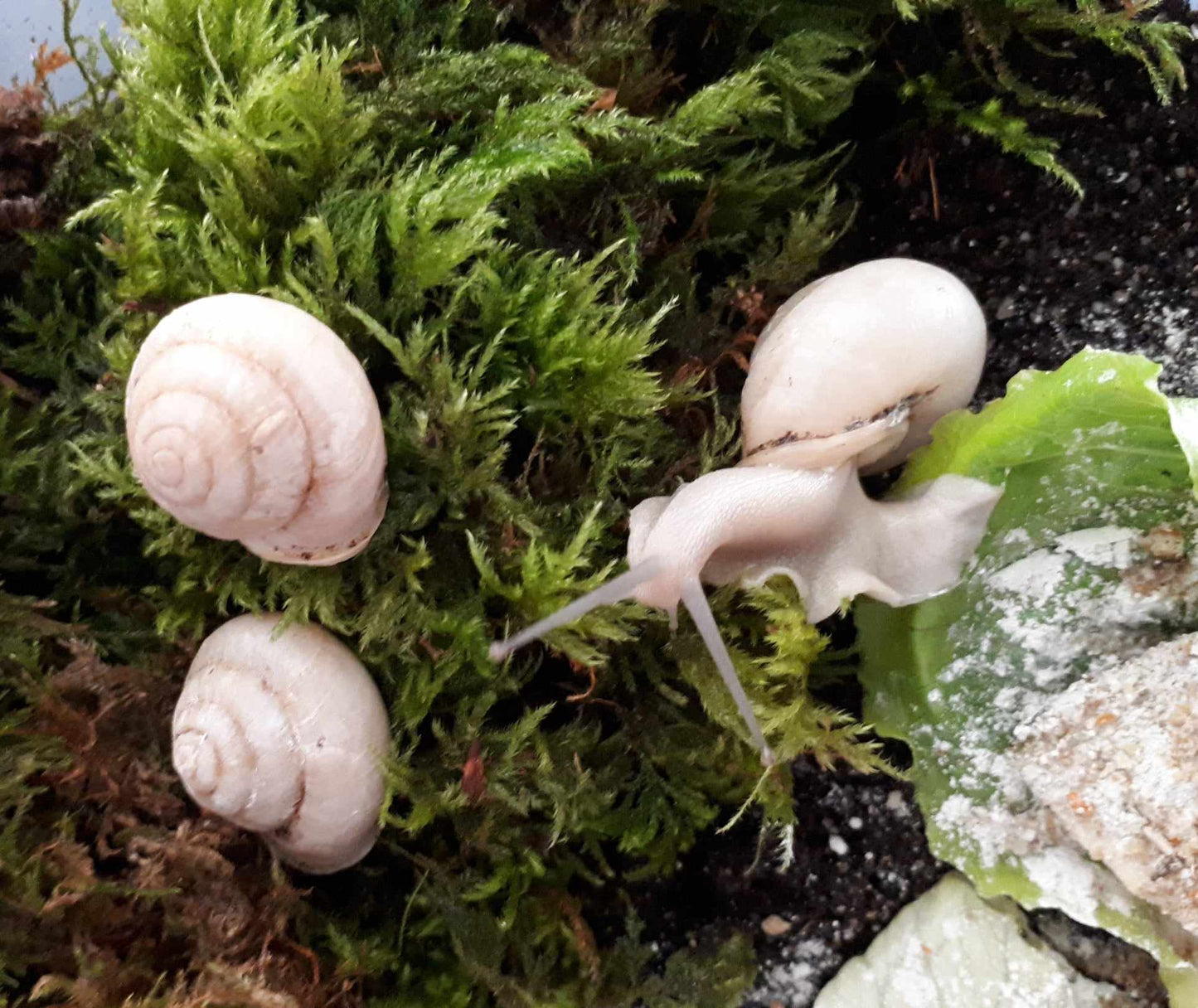 Camaena platyodon juvéniles nc.