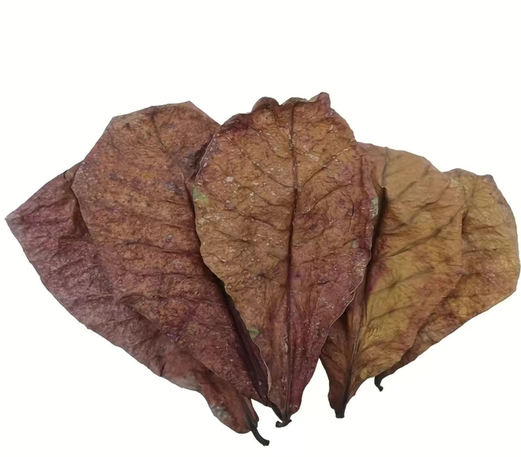 Feuilles de Catapa, 10pcs