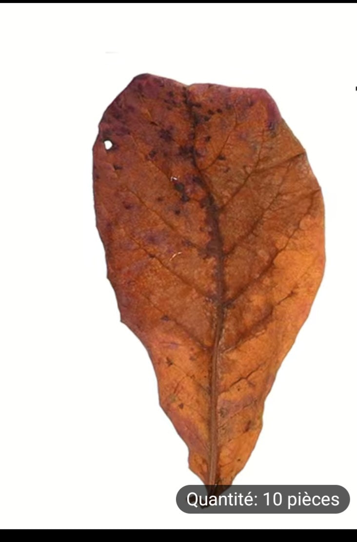 Feuilles de Catapa, 10pcs