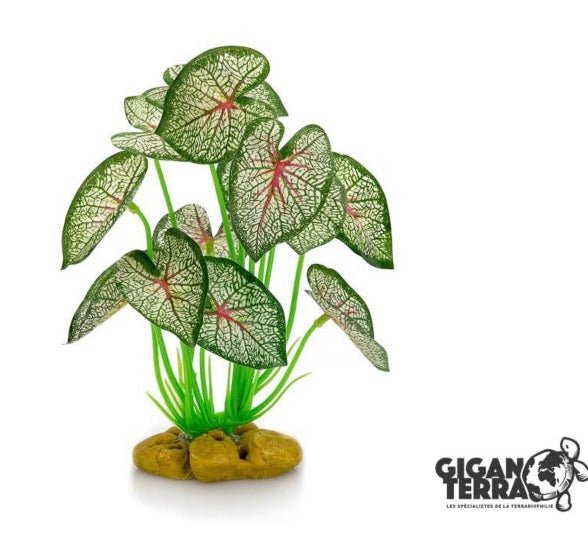Plantes sur pieds