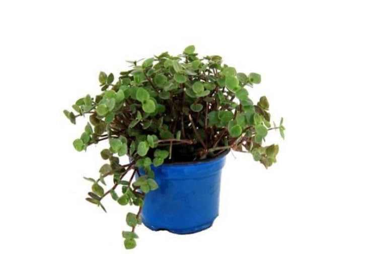 Callisia repens