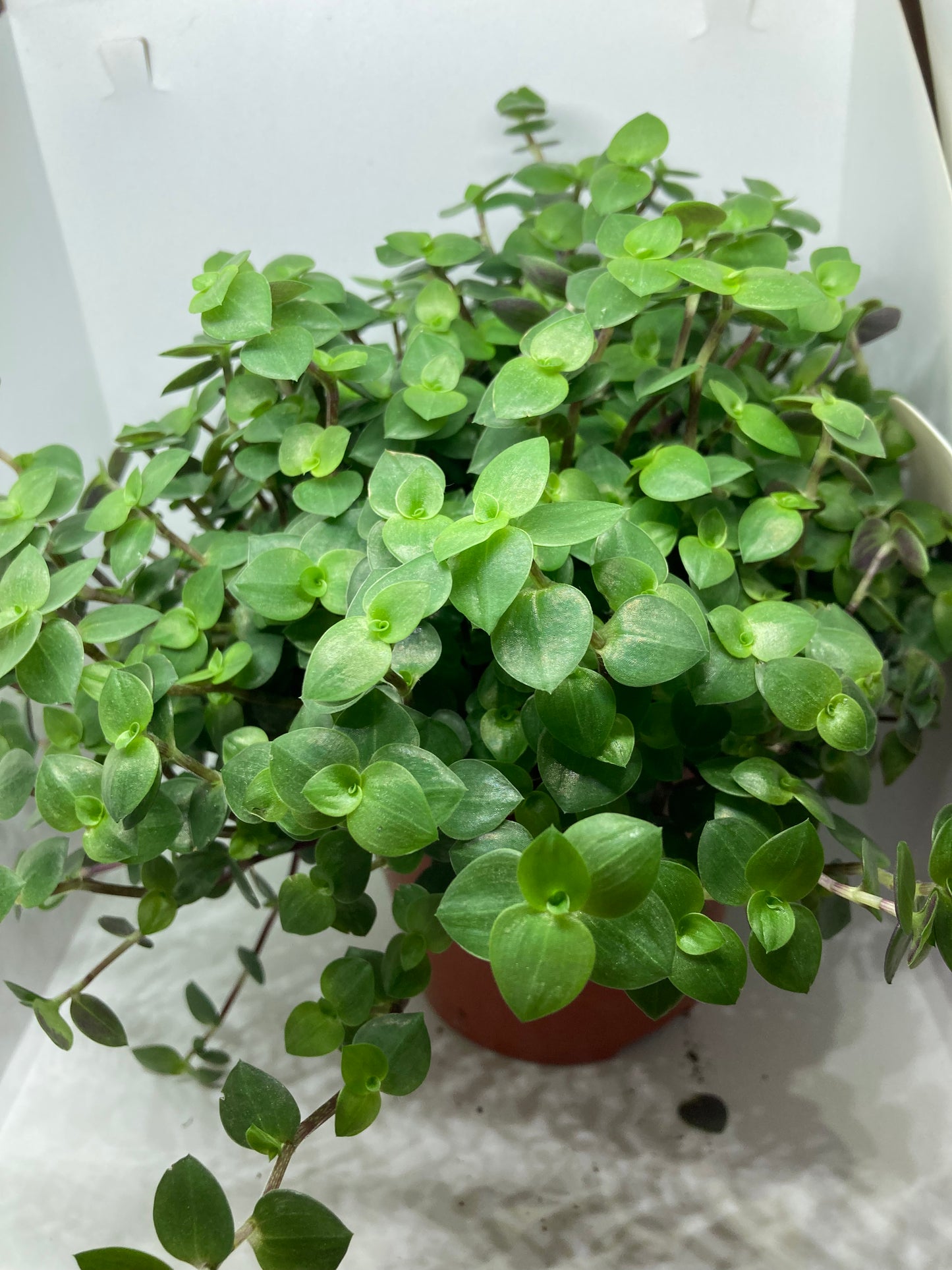 Callisia repens