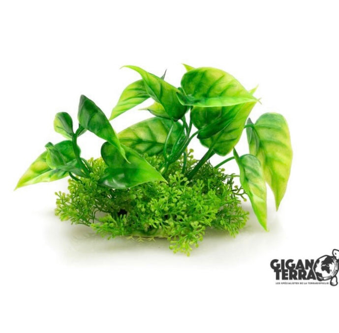 Plantes sur pieds