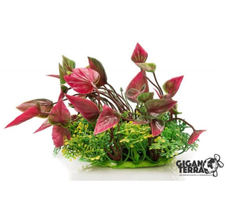 Plantes sur pieds