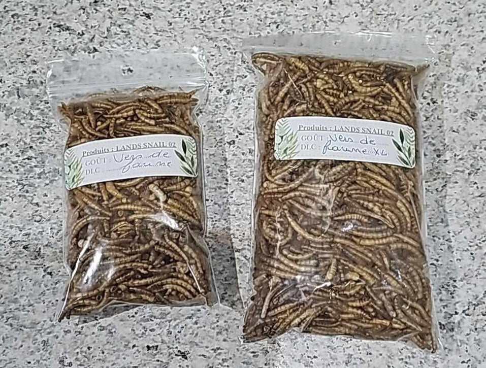 Vers de farine 30 gr et 60 gr