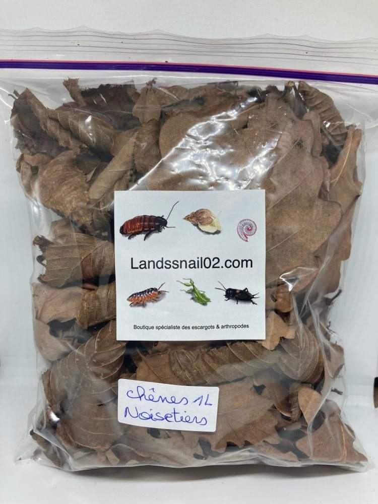feuilles de chêne et noisetier