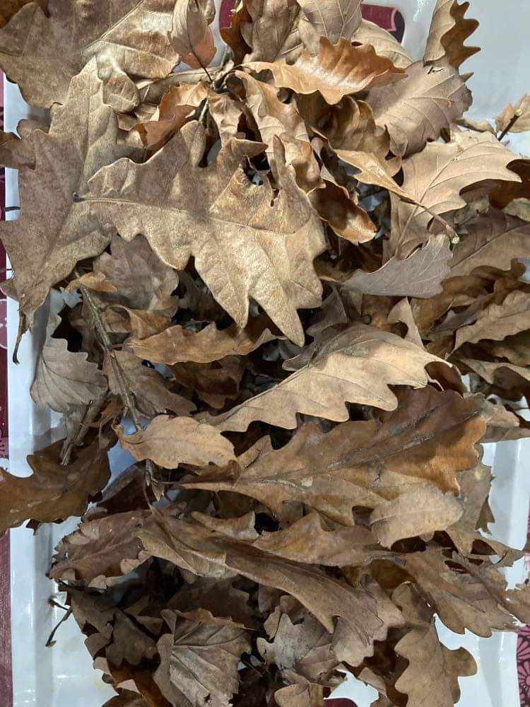 feuilles de chêne et noisetier