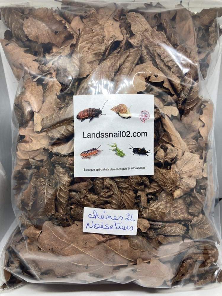 feuilles de chêne et noisetier