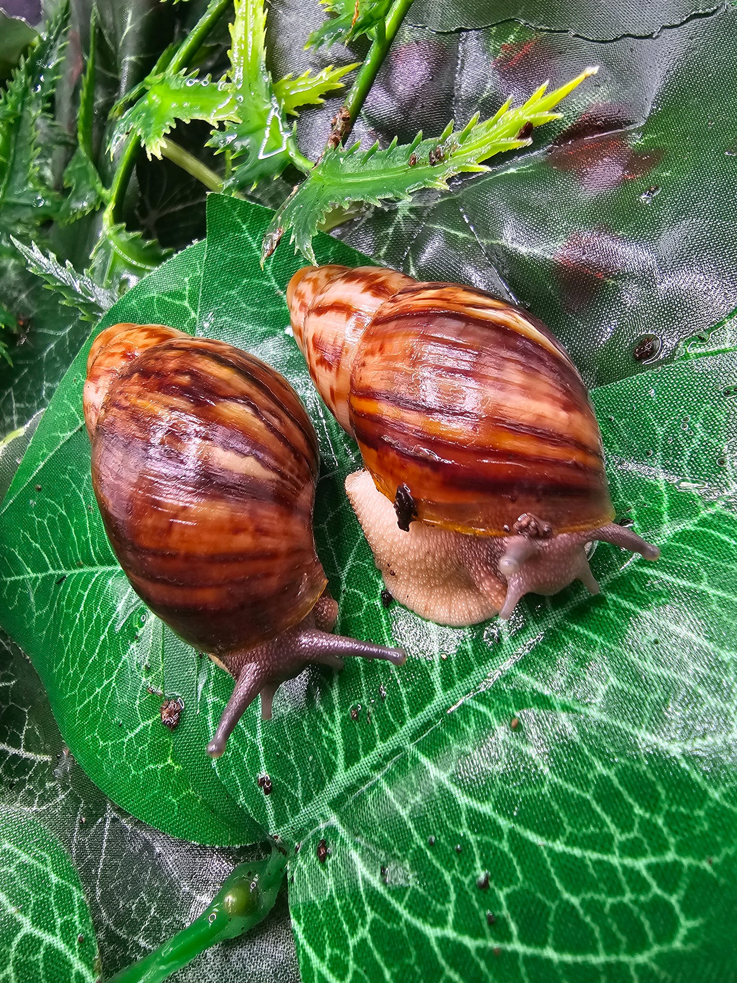 Archachatina papyracea lavande. Nc