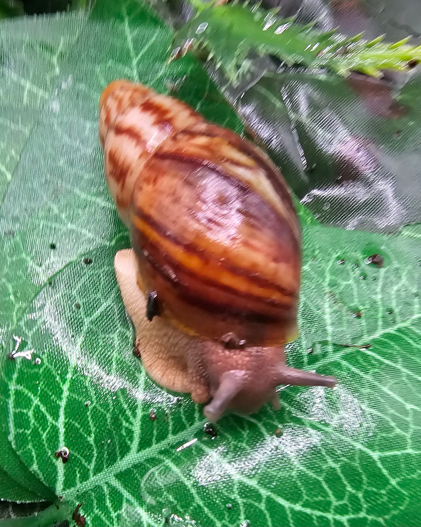 Archachatina papyracea lavande. Nc