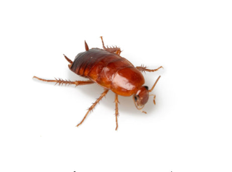 Boîte de Red runner