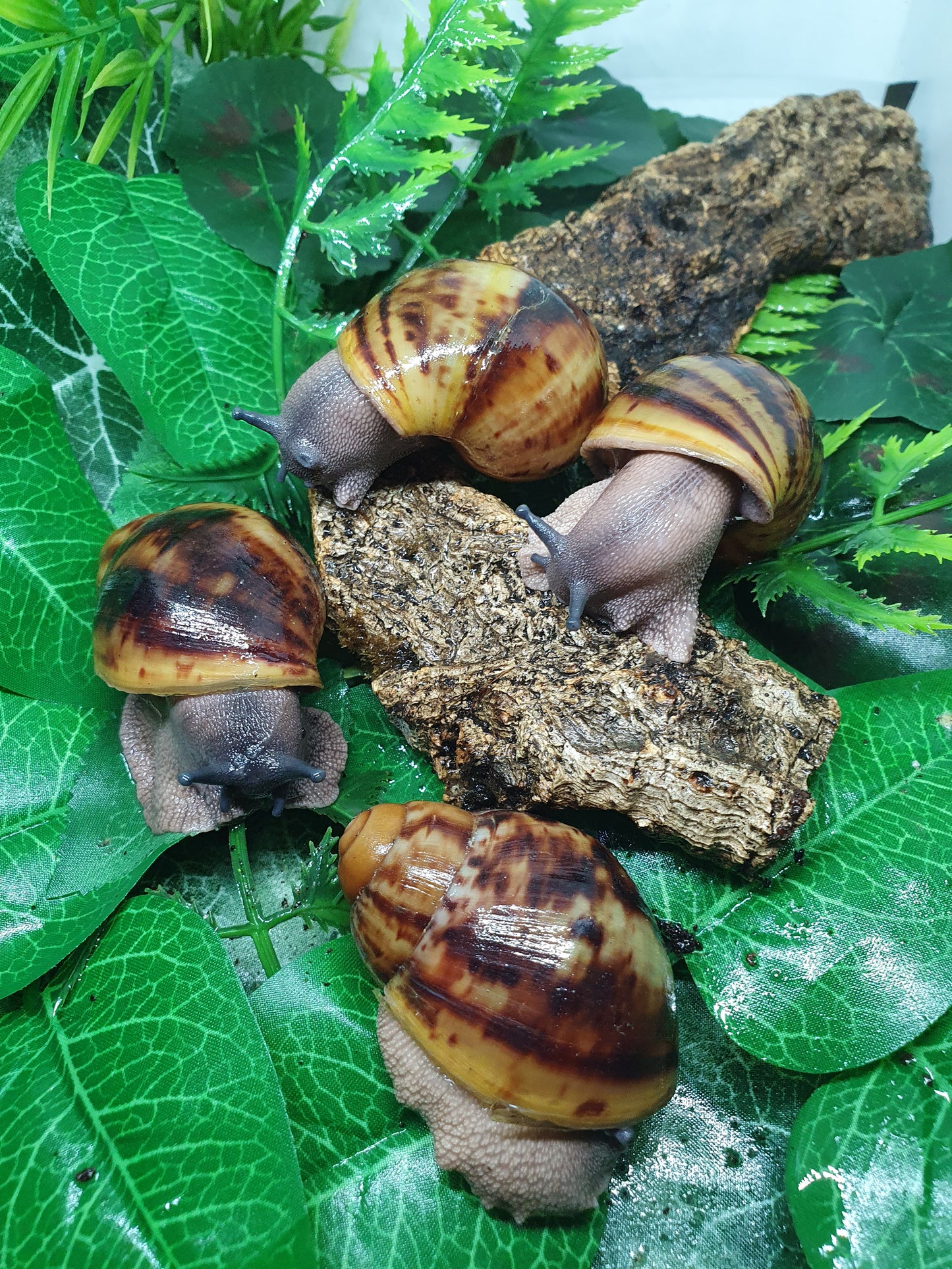 Archachatina Marginata Ovum classique 3 mois nc.