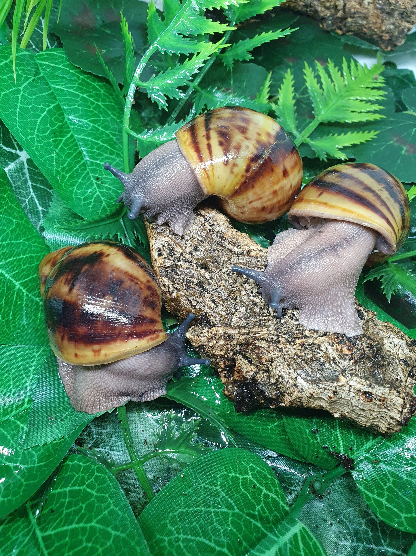 Archachatina Marginata Ovum classique 3 mois nc.