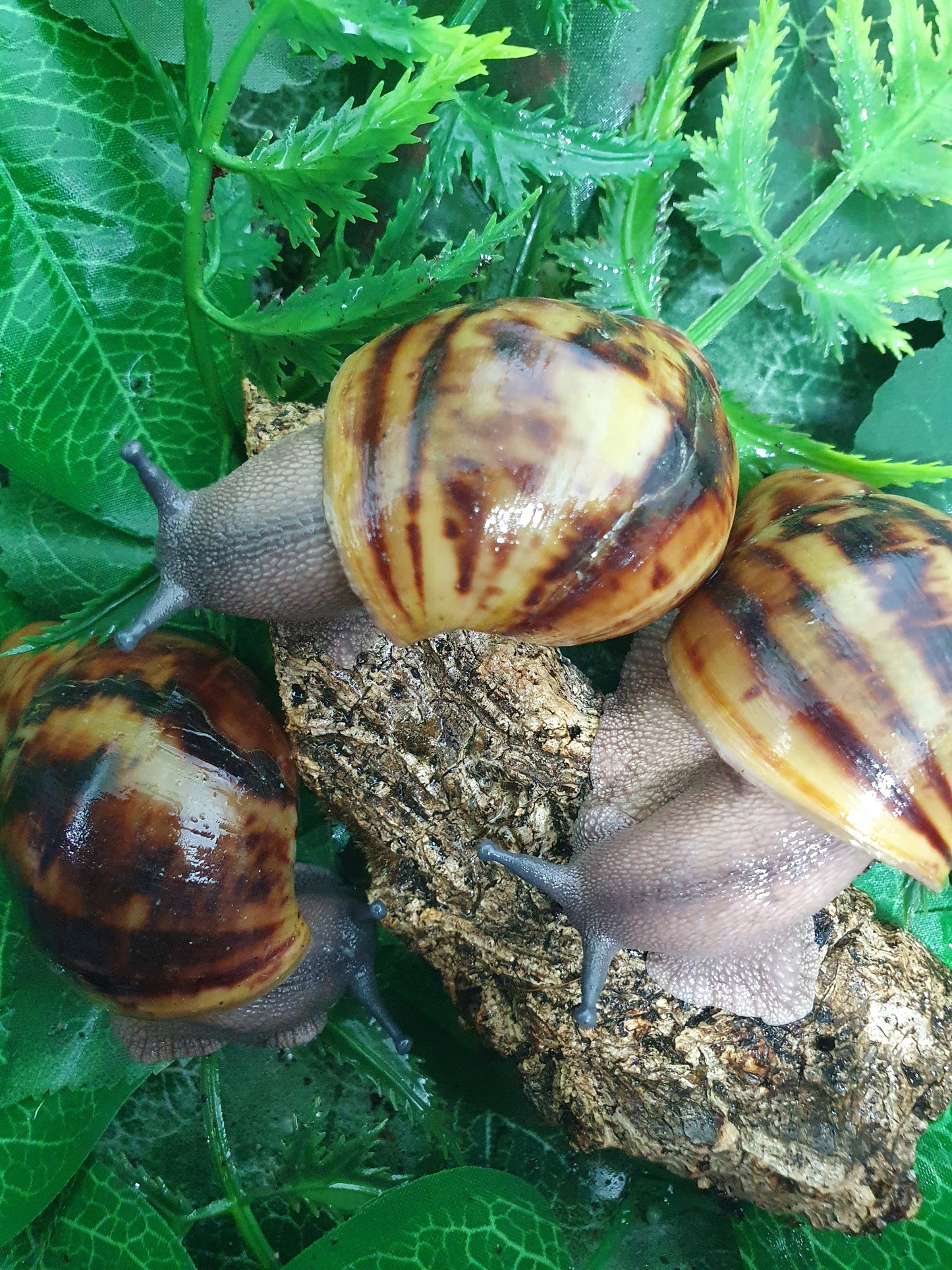Archachatina Marginata Ovum classique 3 mois nc.