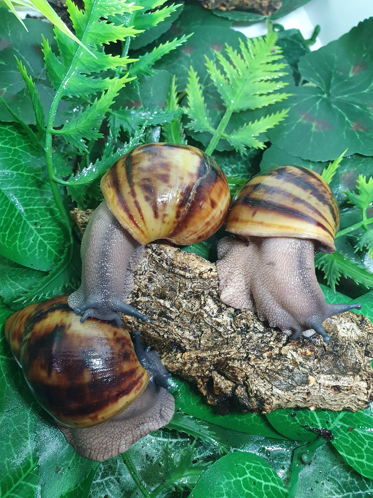 Archachatina Marginata Ovum classique 3 mois nc.