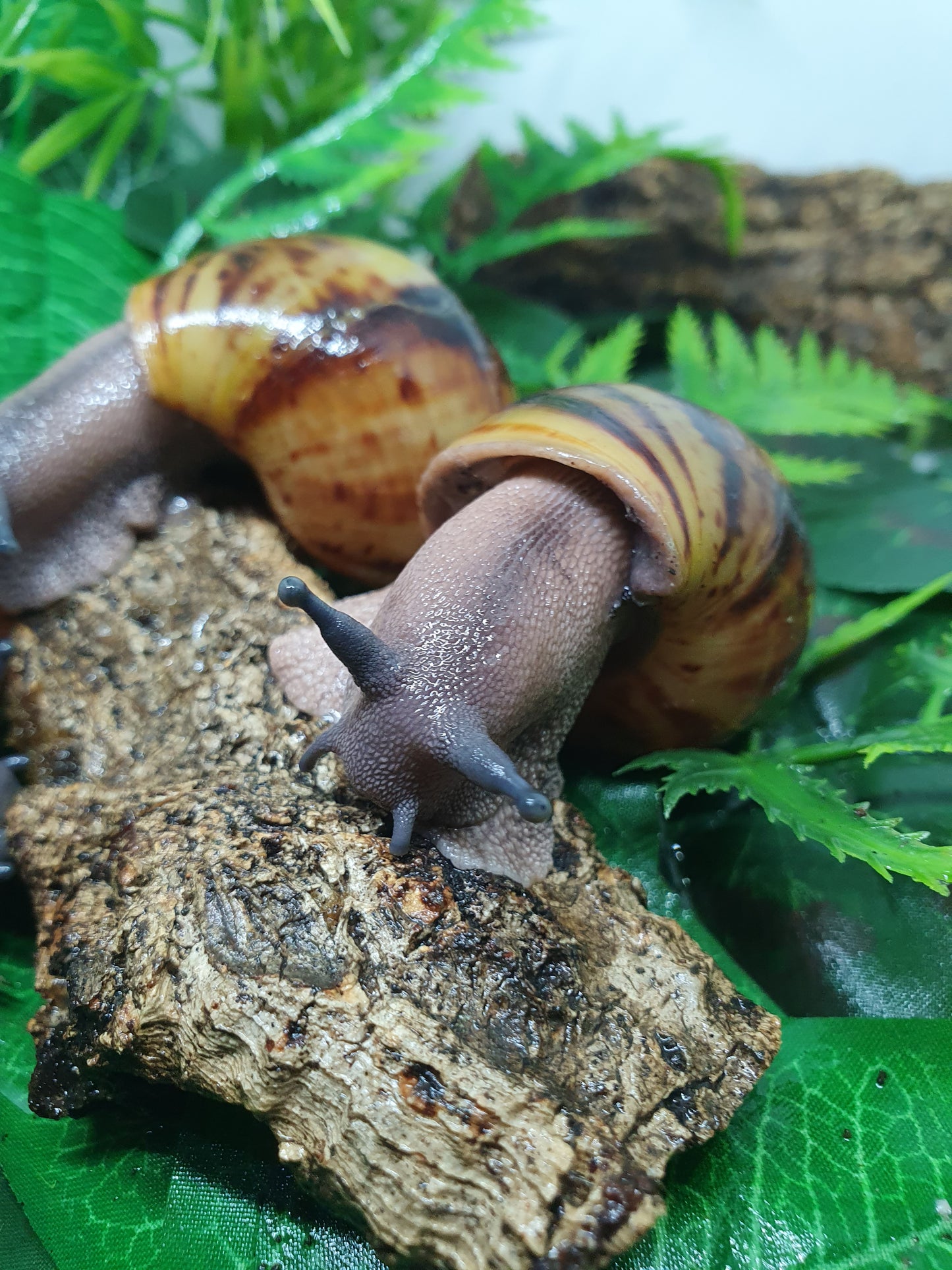 Archachatina Marginata Ovum classique 3 mois nc.