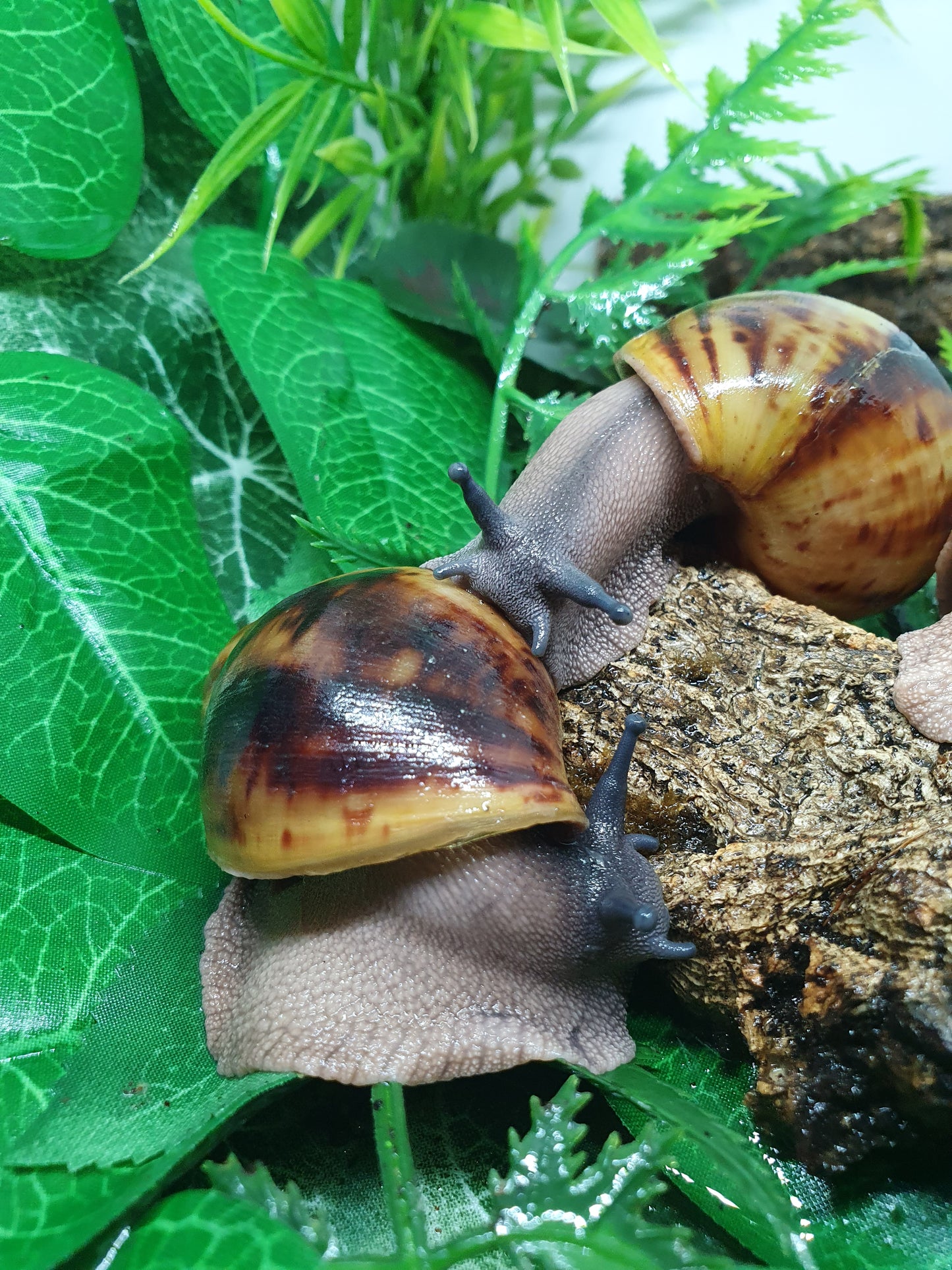 Archachatina Marginata Ovum classique 3 mois nc.