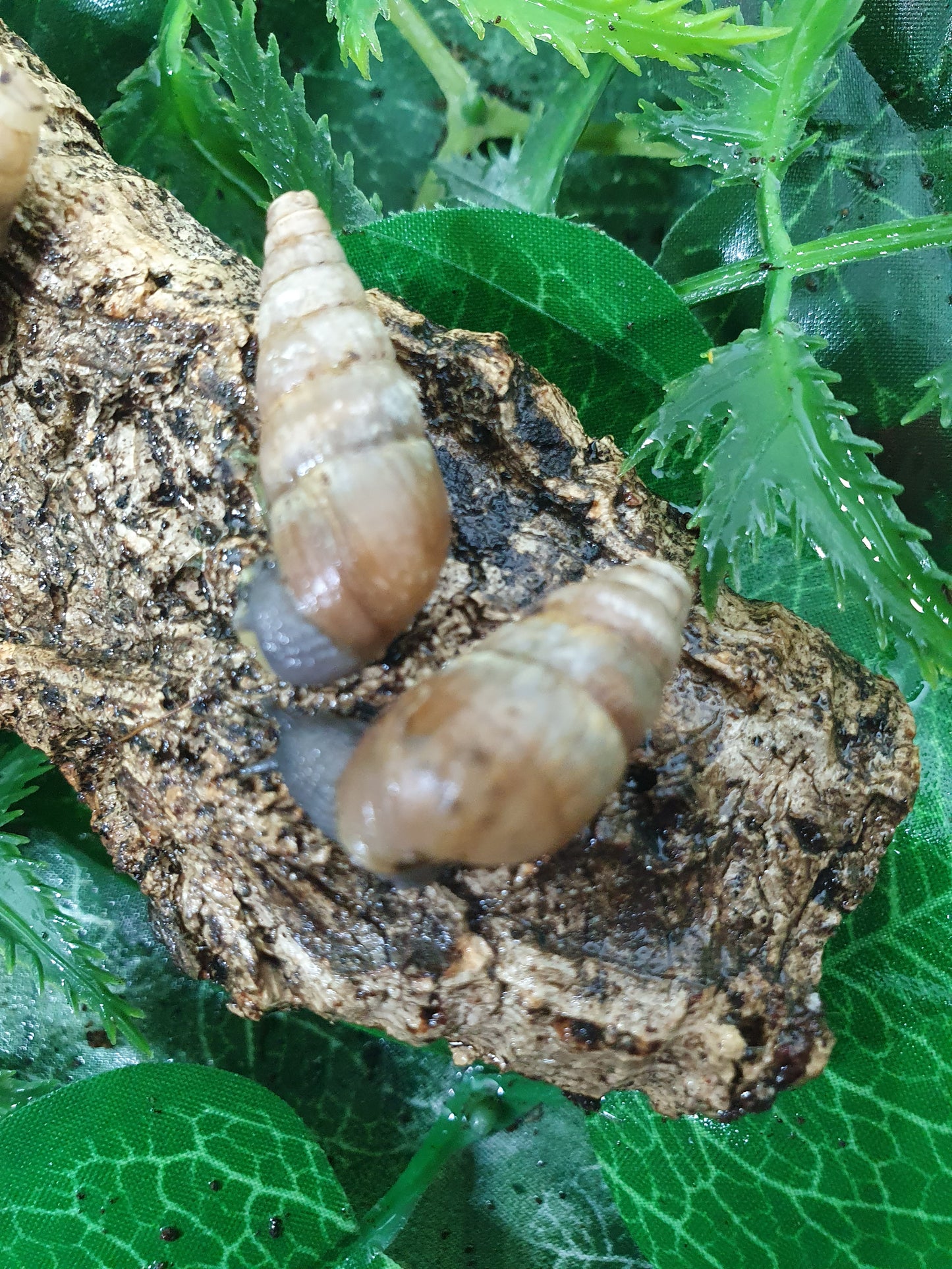 Rumina Décollata adultes nc.