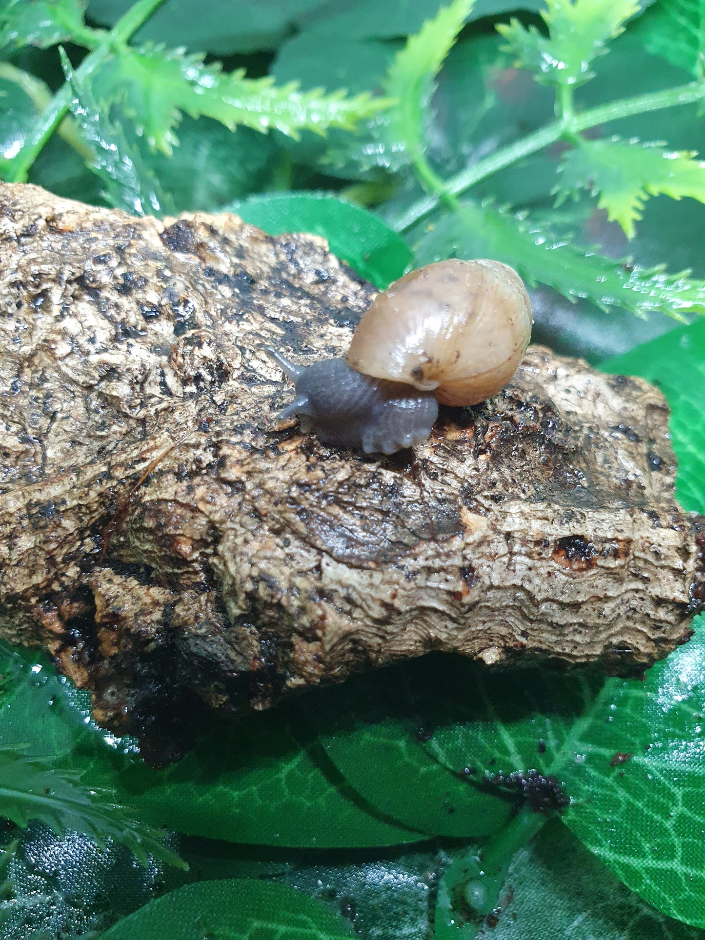 Rumina Décollata adultes nc.