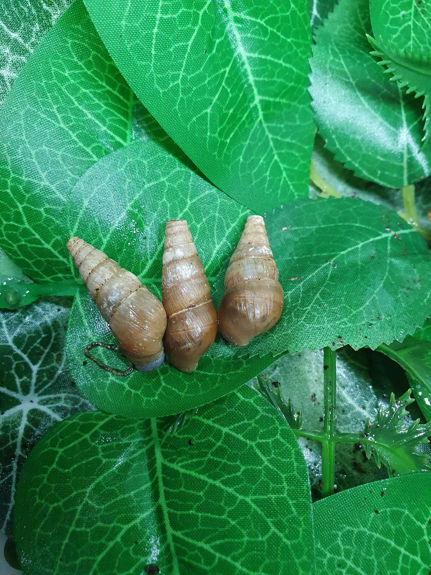 Rumina Décollata adultes nc.