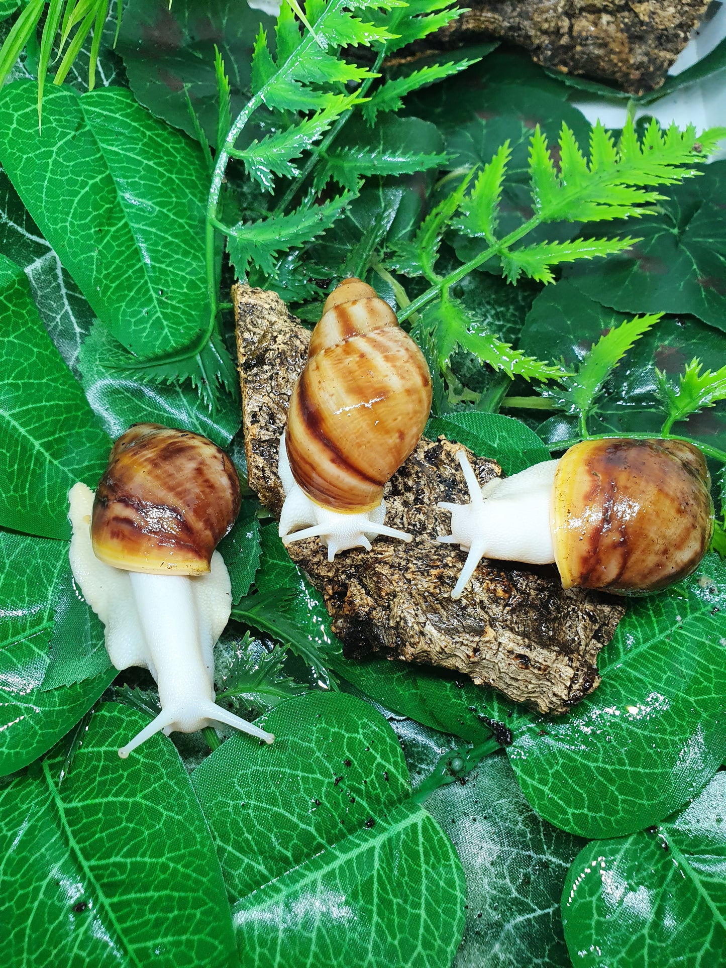 Archachatina Puylaerty albinos 4 à 5 mois NC.