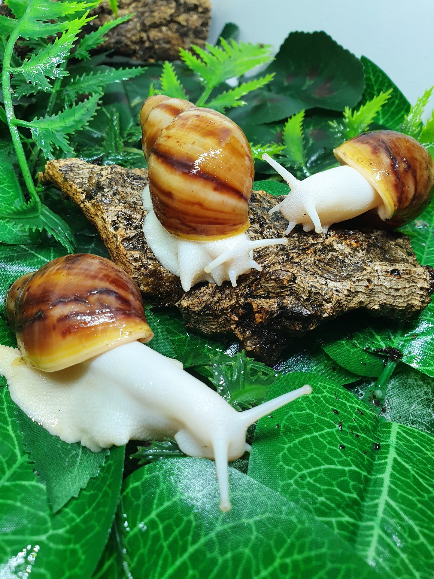 Archachatina Puylaerty albinos 4 à 5 mois NC.