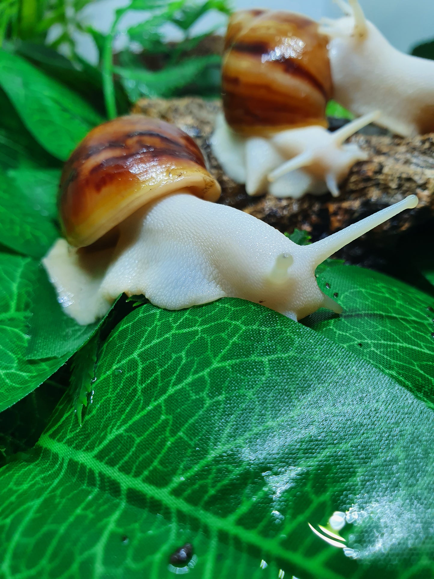 Archachatina Puylaerty albinos 4 à 5 mois NC.