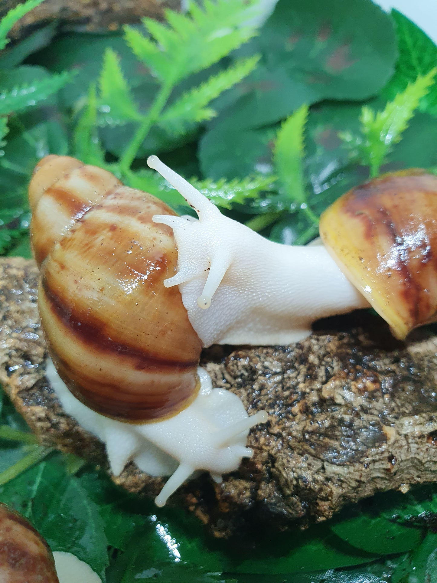 Archachatina Puylaerty albinos 4 à 5 mois NC.