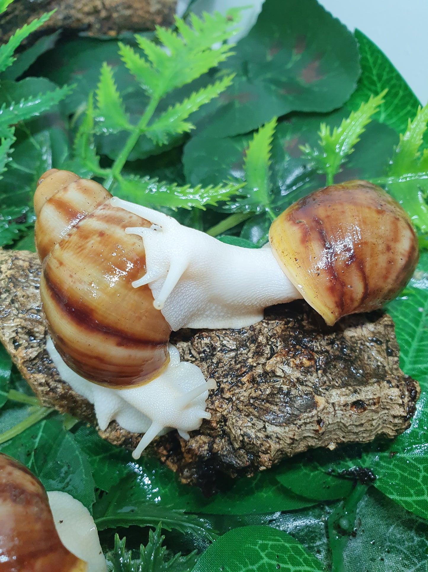 Archachatina Puylaerty albinos 4 à 5 mois NC.