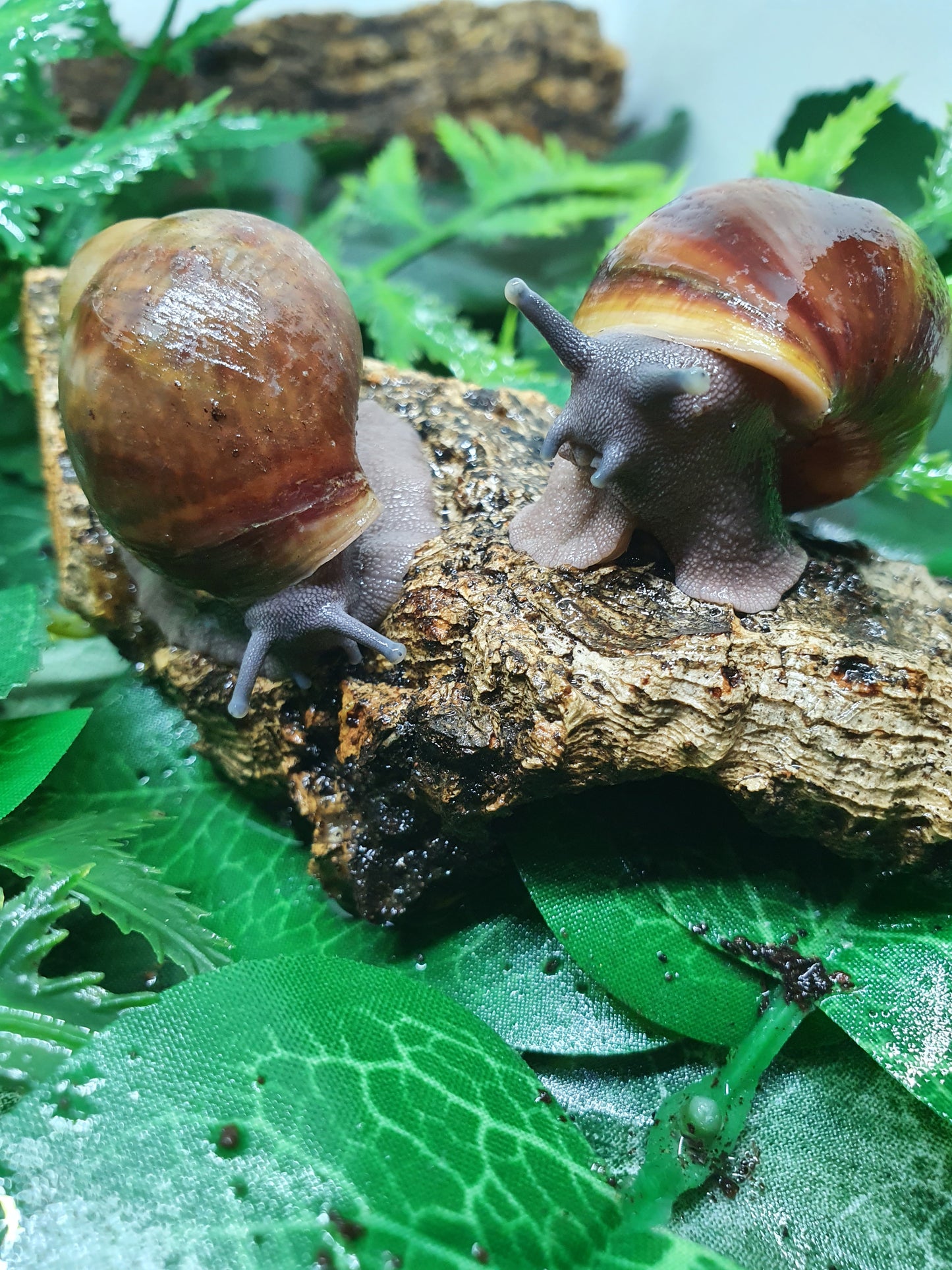 Archachatina Puylaerty classique 3 mois nc.