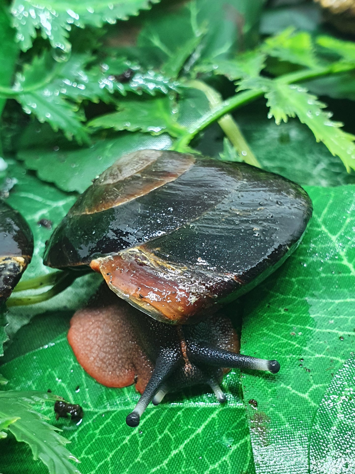 couple de Caracolus Excellens adultes nc.