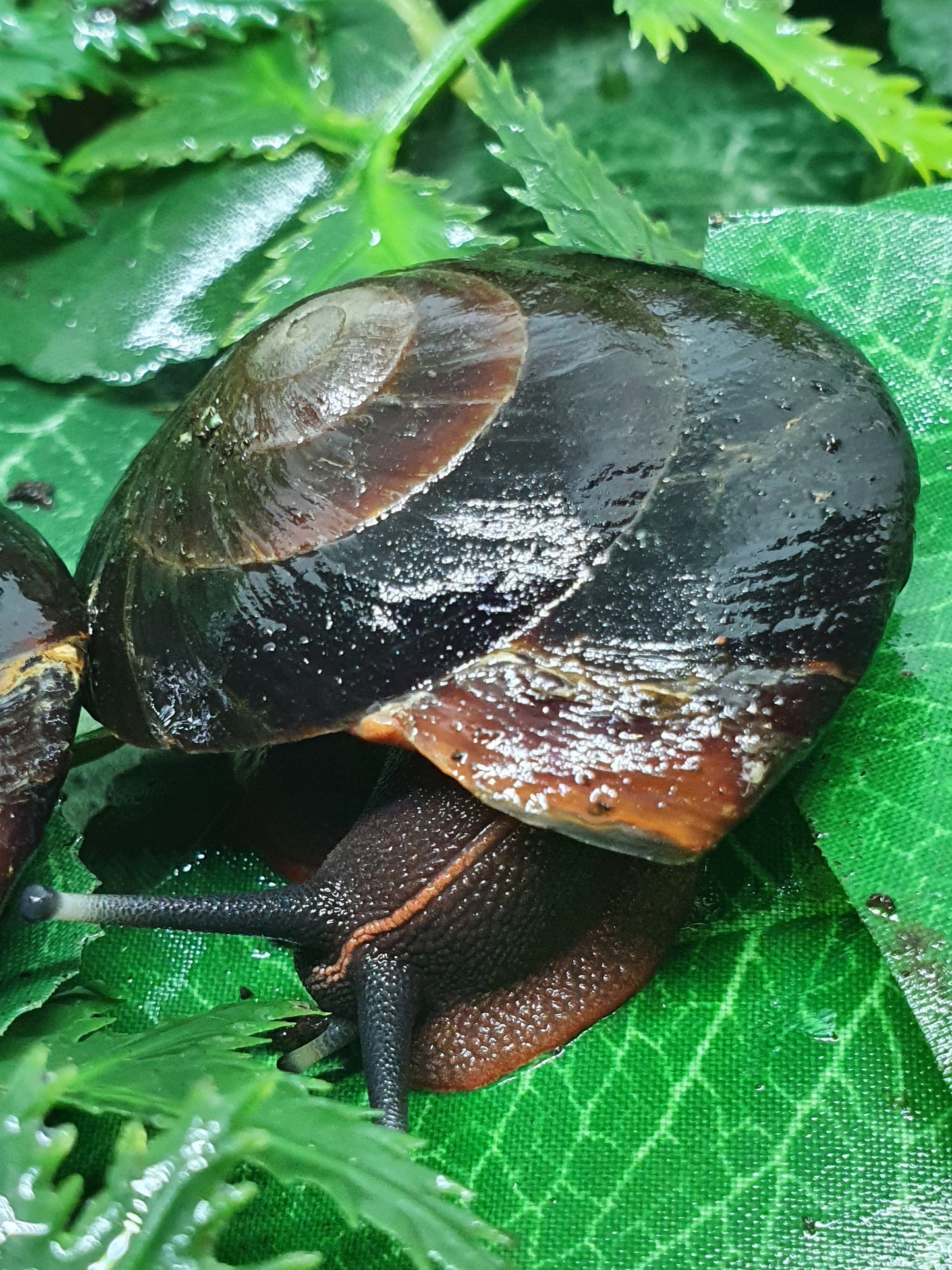 couple de Caracolus Excellens adultes nc.