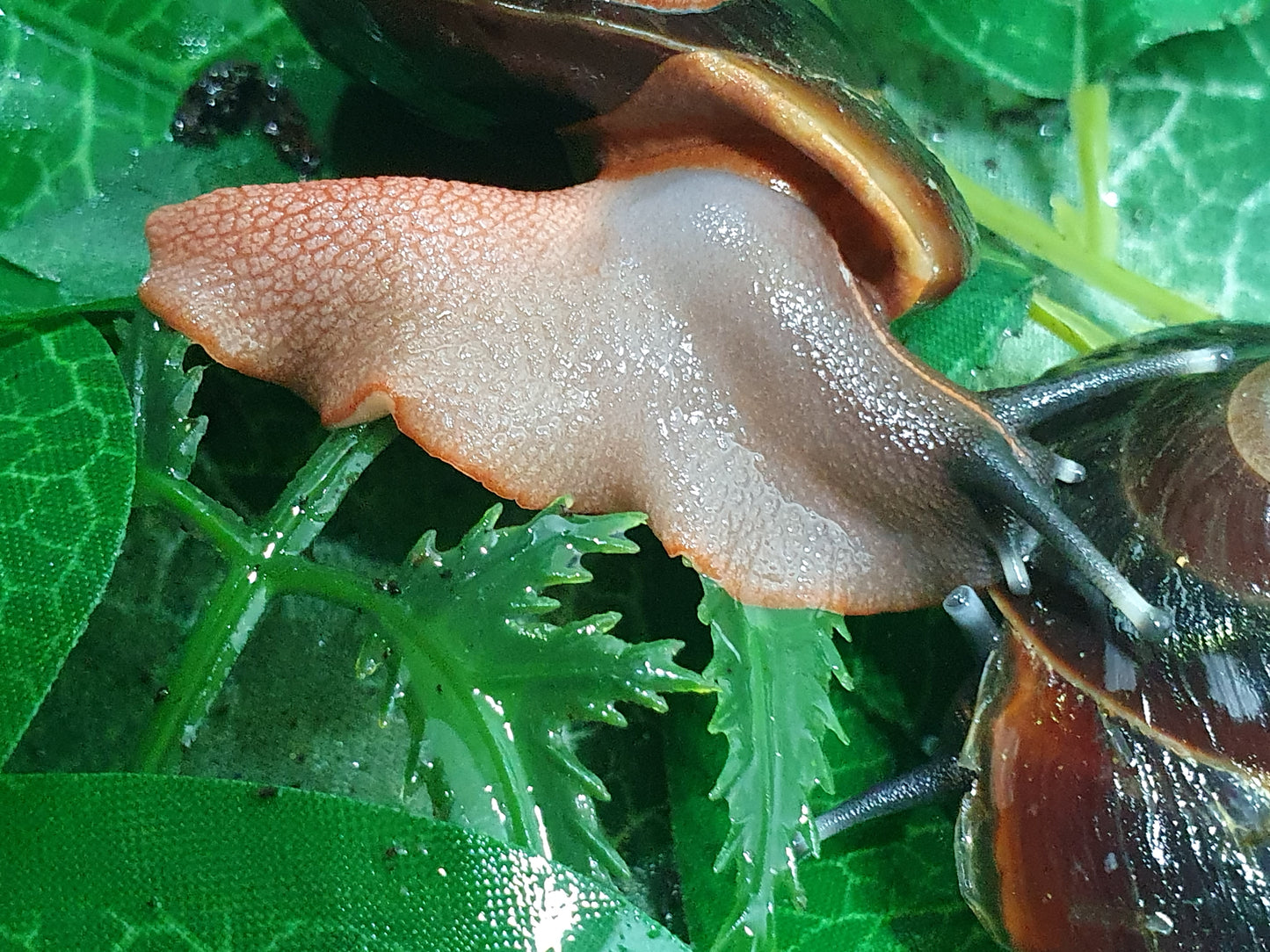 couple de Caracolus Excellens adultes nc.