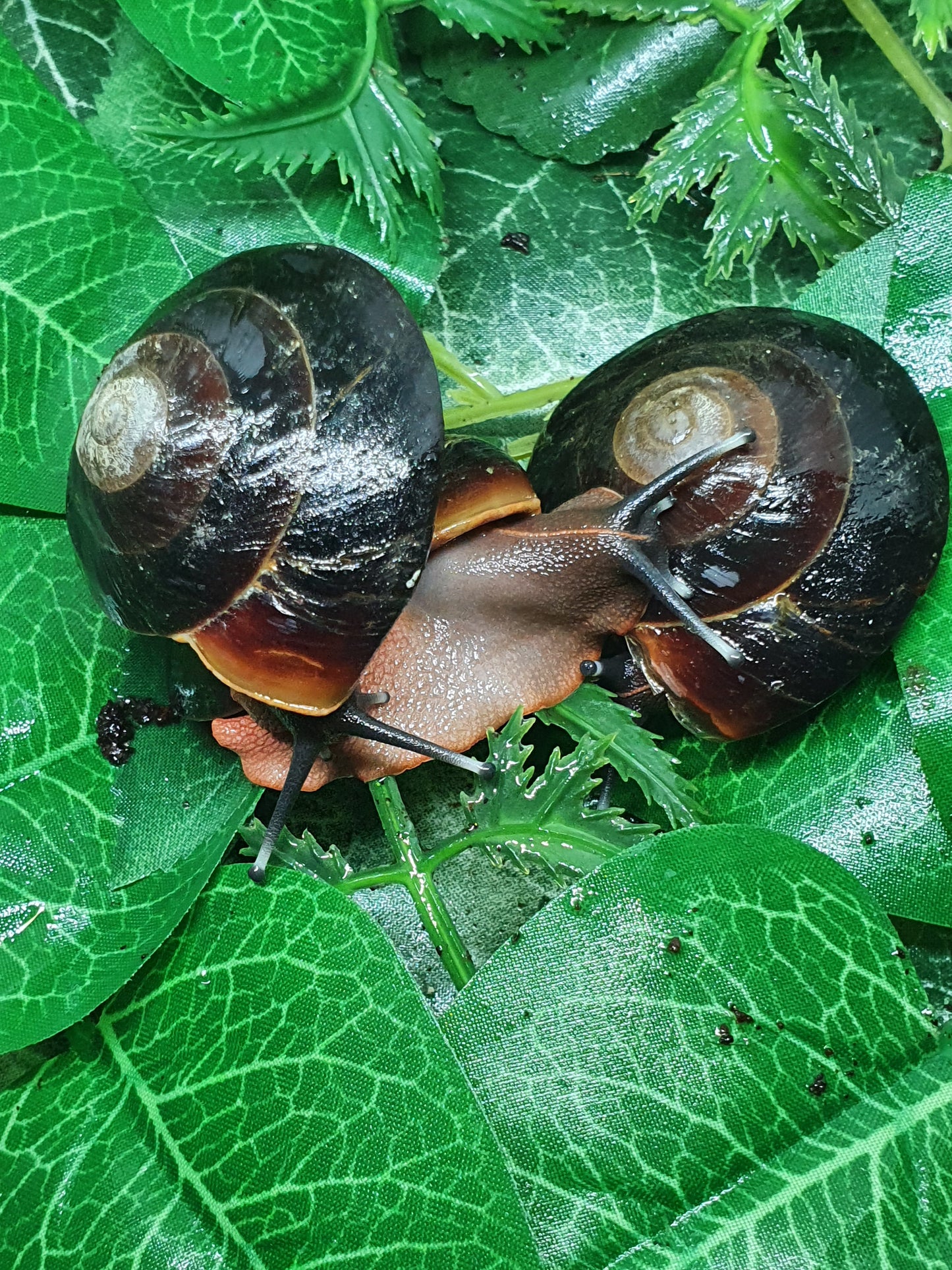 Caracolus Excellens sub adulte nc.