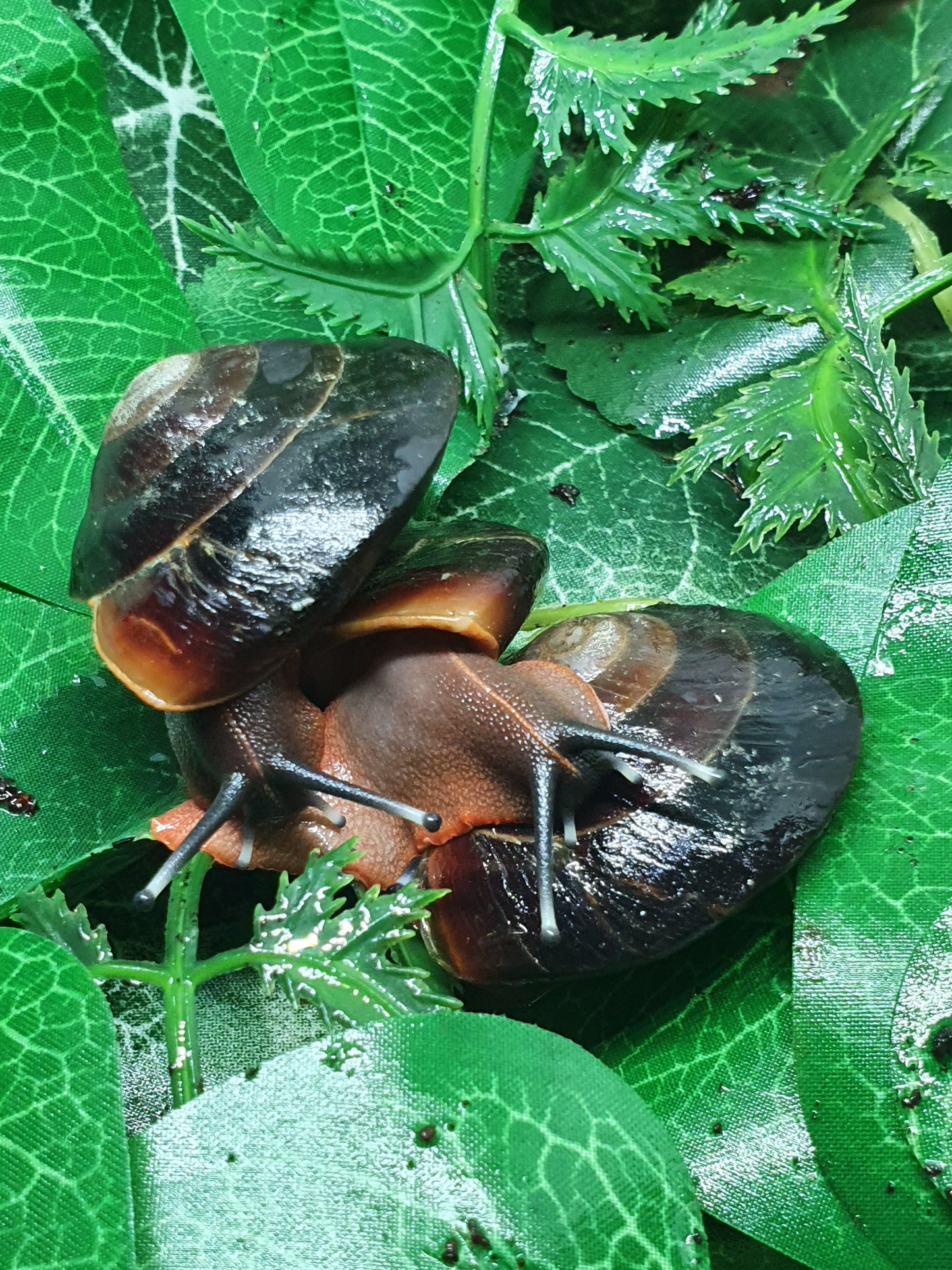 Caracolus Excellens sub adulte nc.