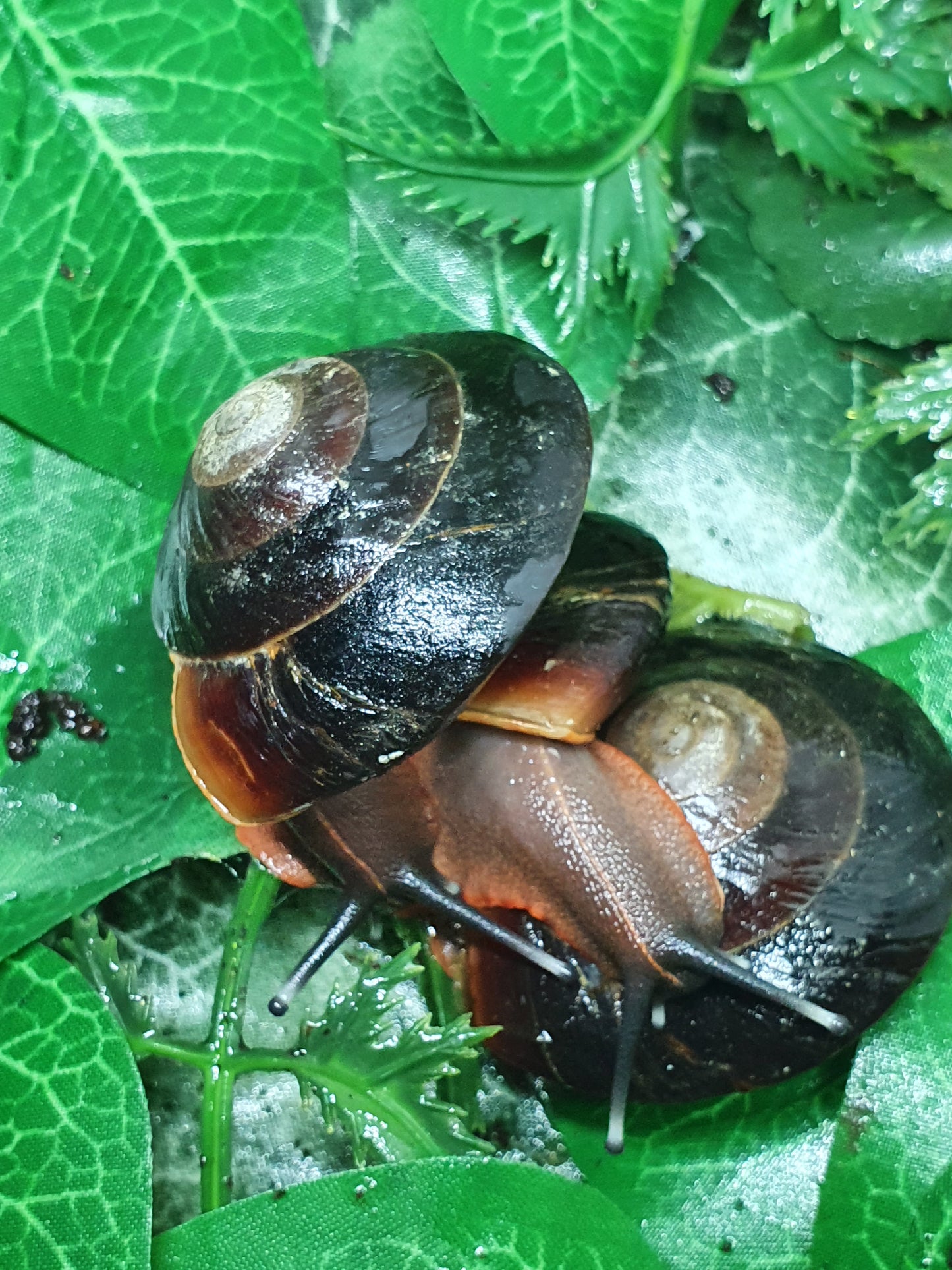 Caracolus excellens juvéniles. Nc
