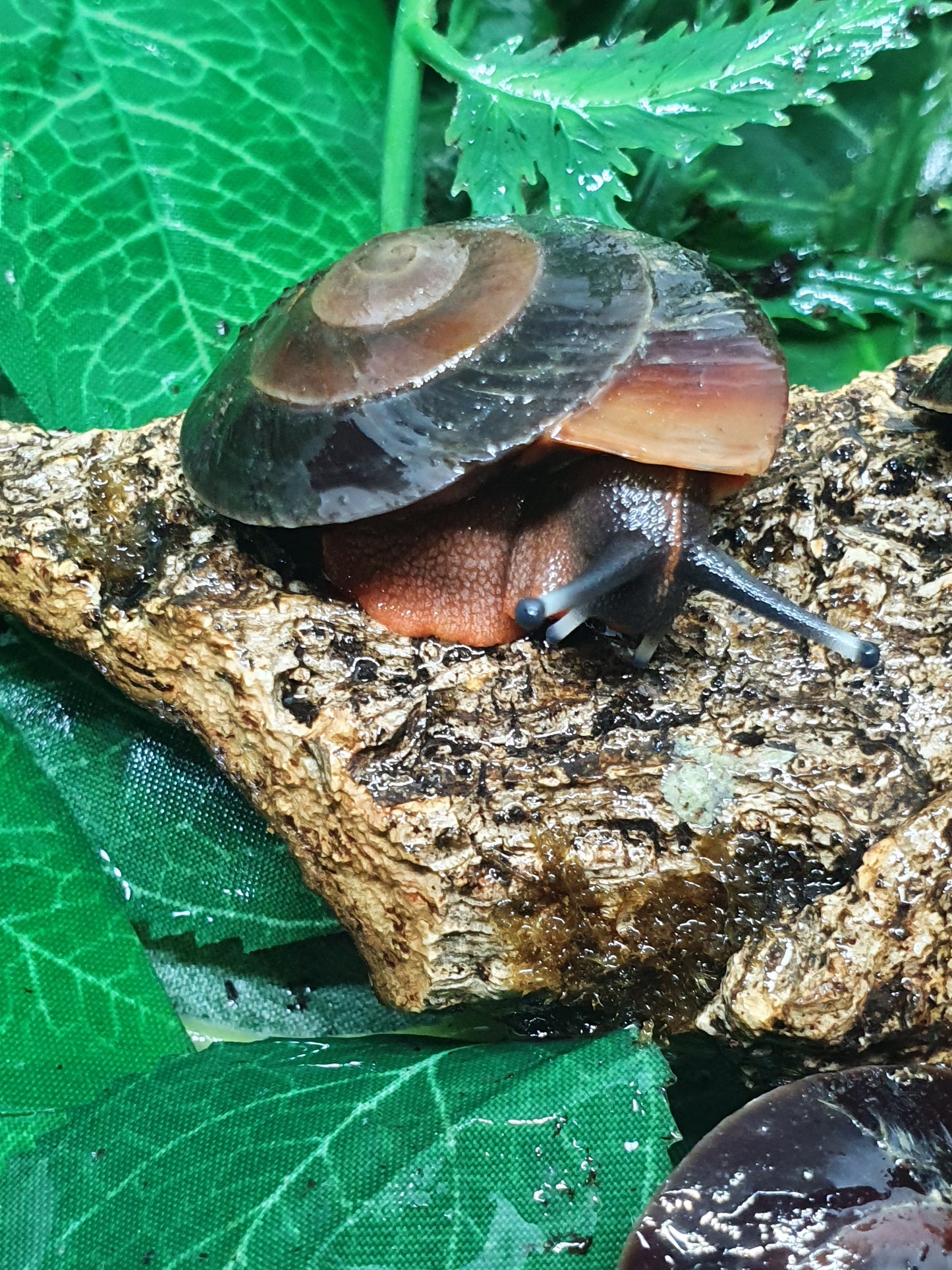Caracolus excellens juvéniles. Nc